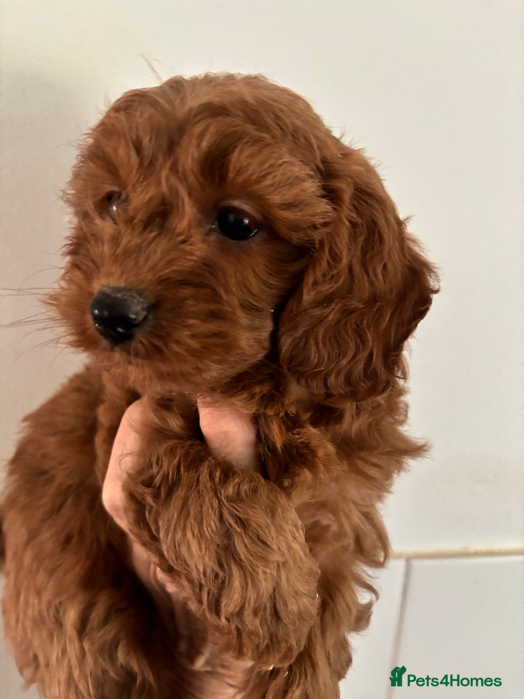Cavapoo dogs for sale: Fabulous F1b Cavapoo puppies - health tested - Image 3