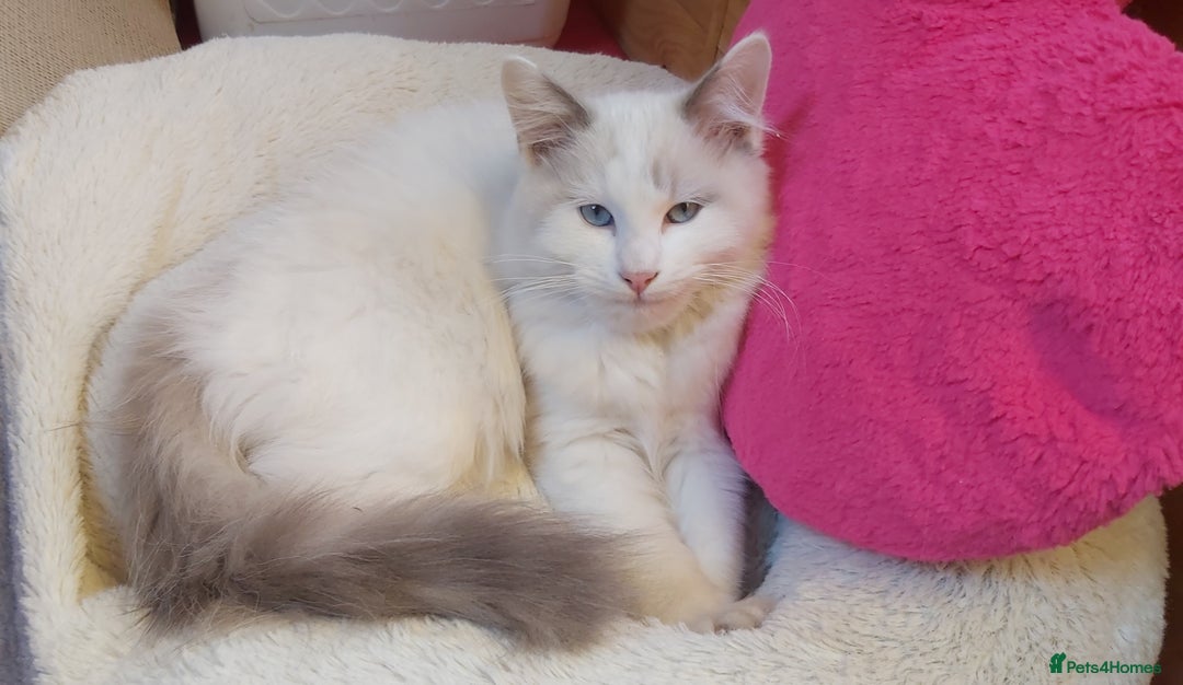 Ragdoll cats for sale: RAGDOLL BICOLOUR BOY BLUE EYES READY NOW! - Image 8