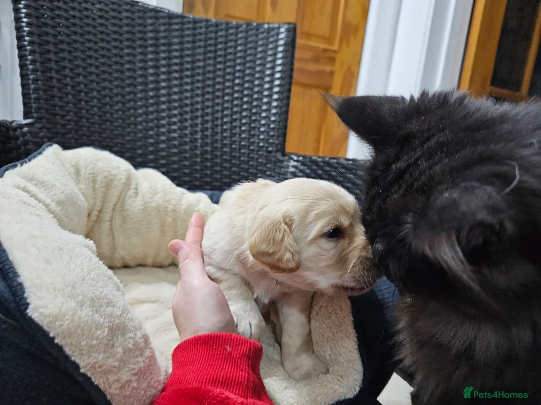 Cockerdor dogs for sale: The most loving Cockerdor/Spanador - Advert 23