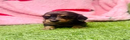 Miniature Dachshund dogs for sale: Long haired miniature dachshund puppies - Advert 3