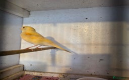 Finches birds for sale: Finches, Canaries and Budgies - Image 8