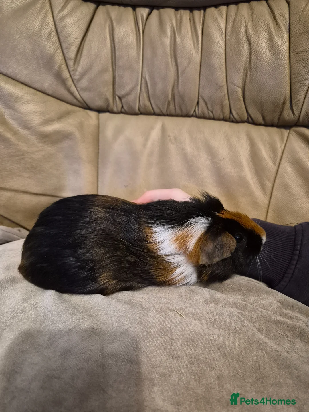 Guinea Pig rodents for sale: 6 Cute Male Guinea Pigs - Advert 6