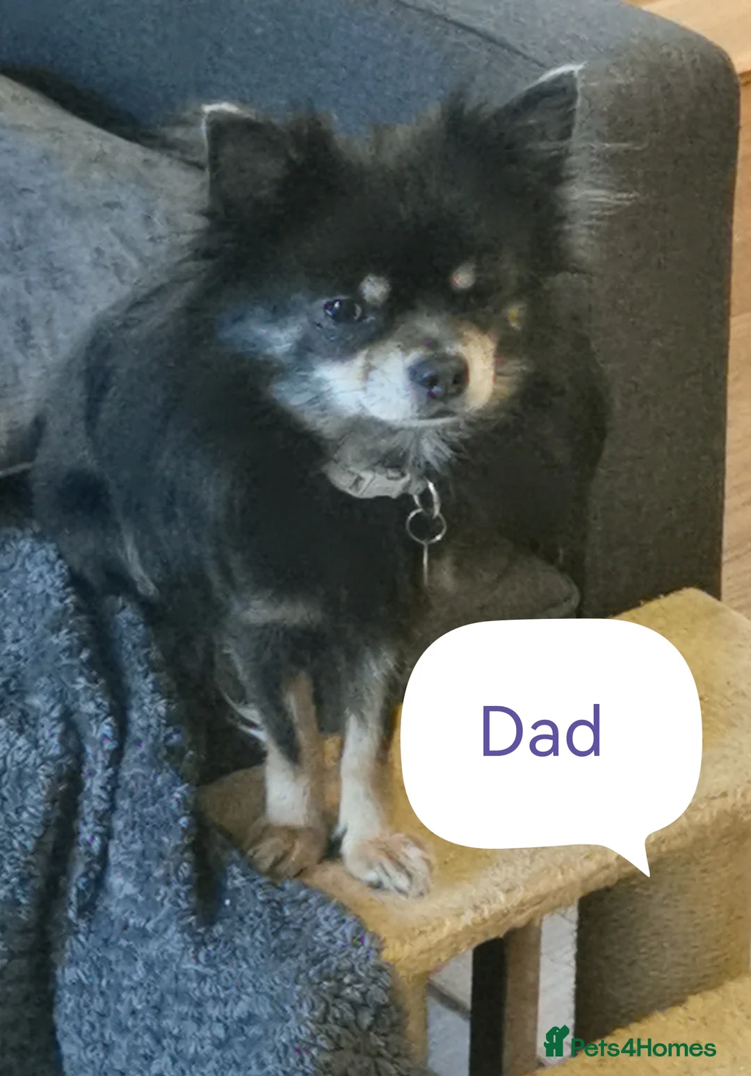 Chihuahua dogs for sale: Chihuahua  - Advert 9