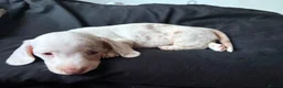 Miniature Dachshund dogs for sale: Stunning rare colours miniature dachshunds  - Advert 13