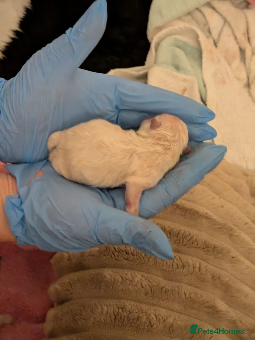 Pomeranian dogs for sale: Beautiful tiny Pomeranian girls  ONE LEFT  - Advert 24