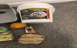 Hermann Tortoise reptiles for sale: Horsefield tort & full setup with lots of extras - Image 7