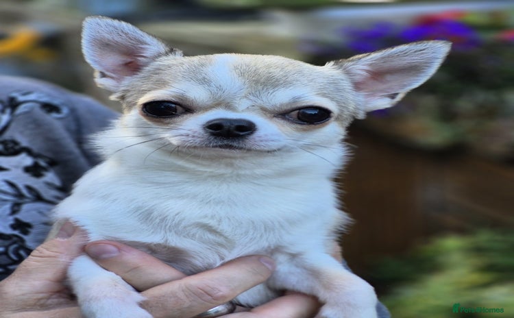 Chihuahua dogs - Advert 8