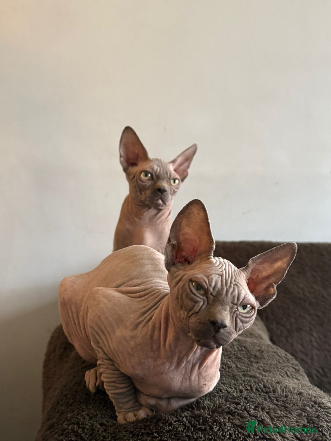 Sphynx cats for sale: EmaidacanadianSphinx - Advert 12