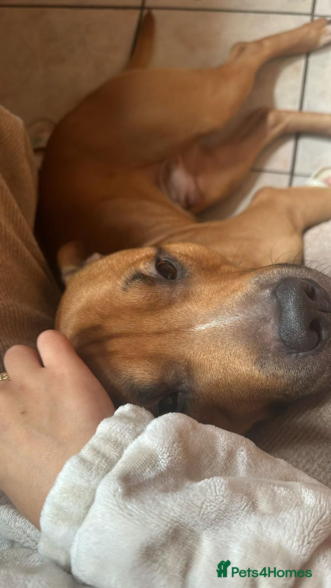 Mixed Breed dogs for sale: Help our dog Eric find a home.  - Image 2
