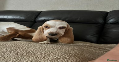 Basset Hound dogs - Advert 1