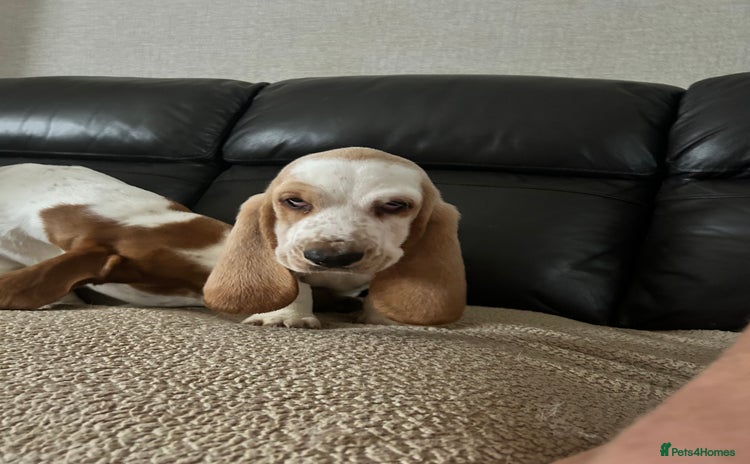 Basset Hound dogs - Advert 1