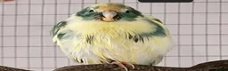 Parakeets birds for sale: Two Rosa Bourkes & two Kakarikis for new perch - Advert 8