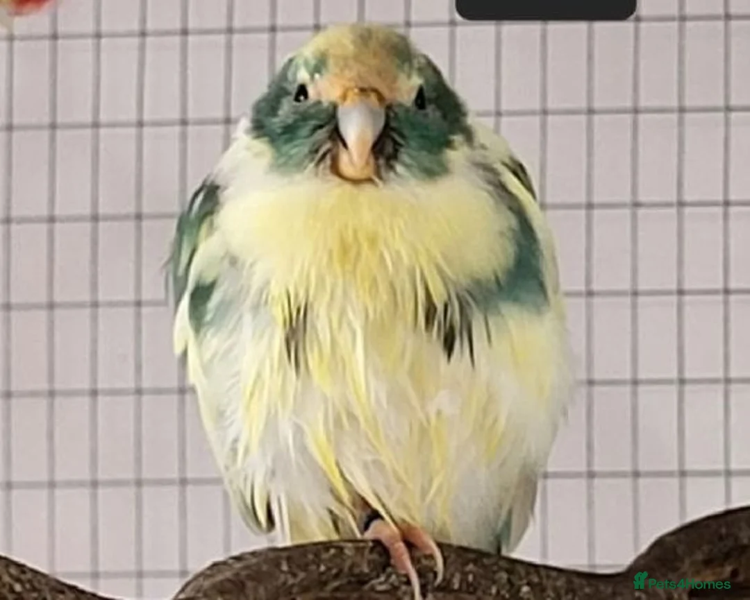 Parakeets birds for sale: Two Rosa Bourkes & two Kakarikis for new perch - Advert 8