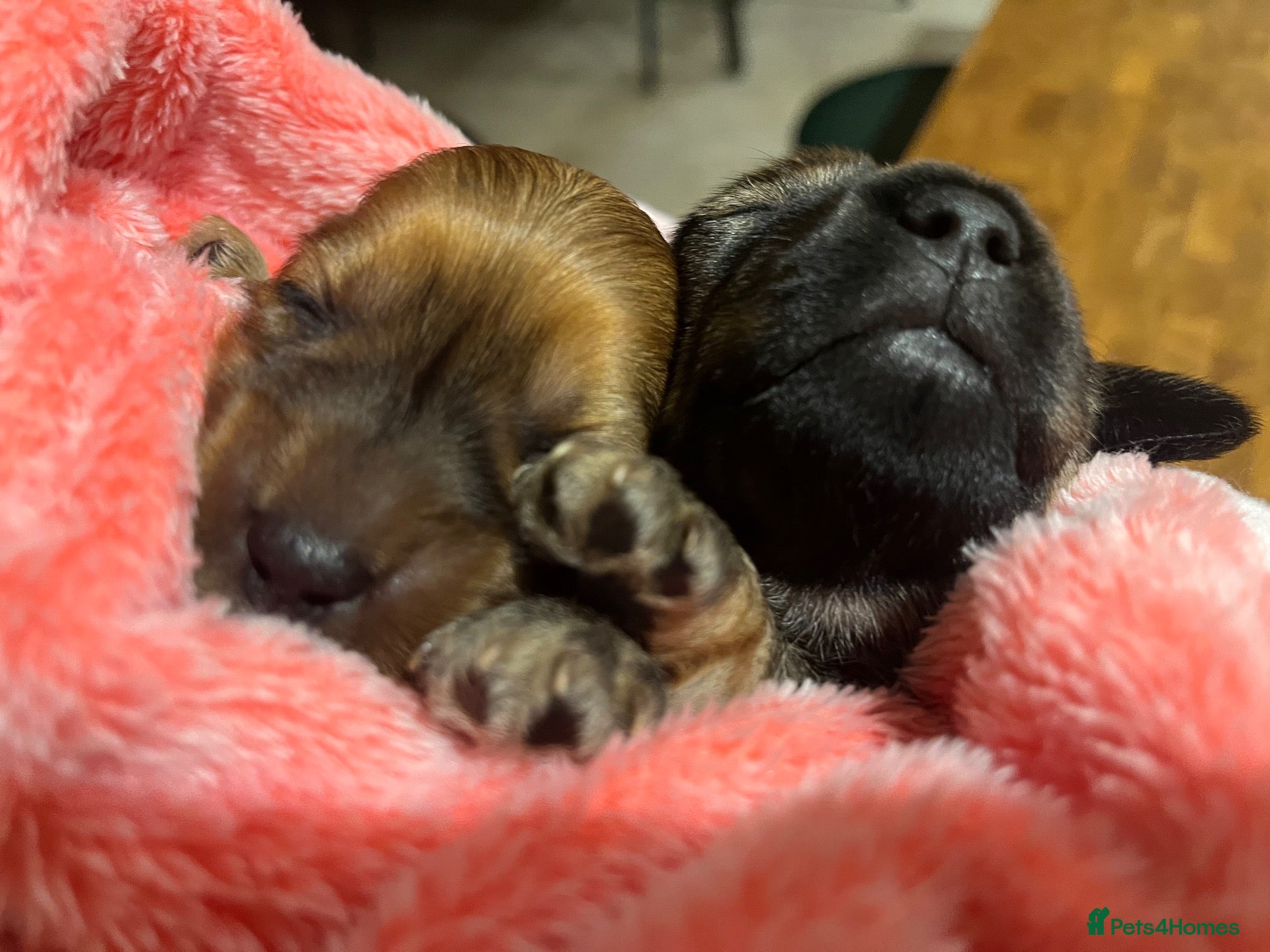Miniature Dachshund dogs Gorgeous miniature Dachshund puppies-family raised - Advert 2
