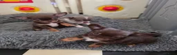 Chihuahua dogs for sale: Kc reg Chihuahua Puppys health tested parents - Advert 3