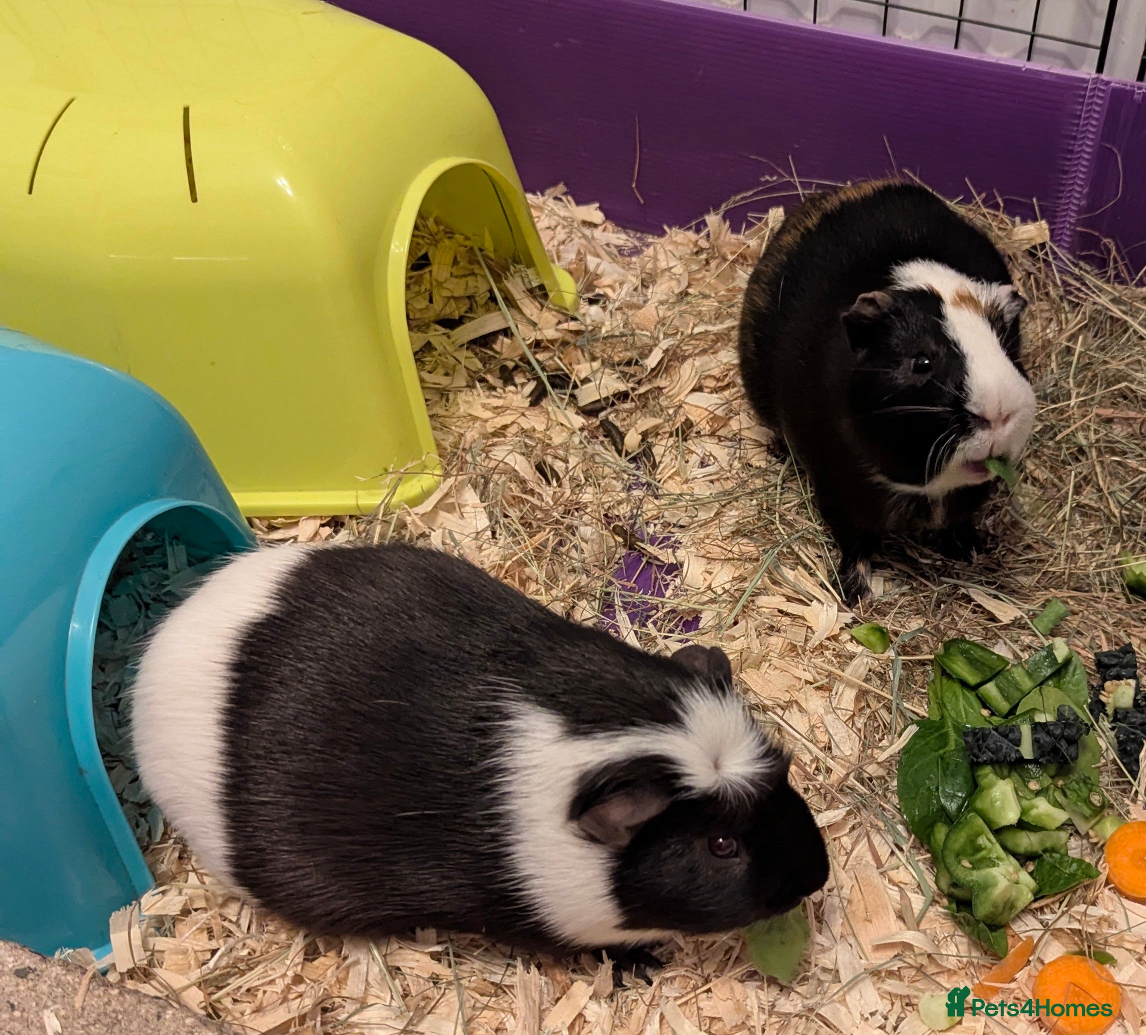 Guinea Pig rodents Two male guinea pigs looking for a new home - Advert 1