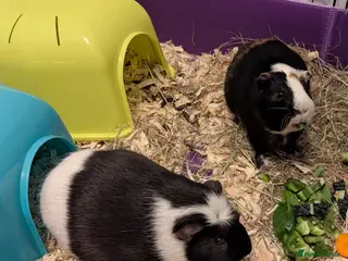 Guinea Pig rodents Two male guinea pigs looking for a new home - Advert 1