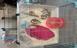 Hamster rodents for sale: Lovely hamster who hasn’t bitten  - Image 1