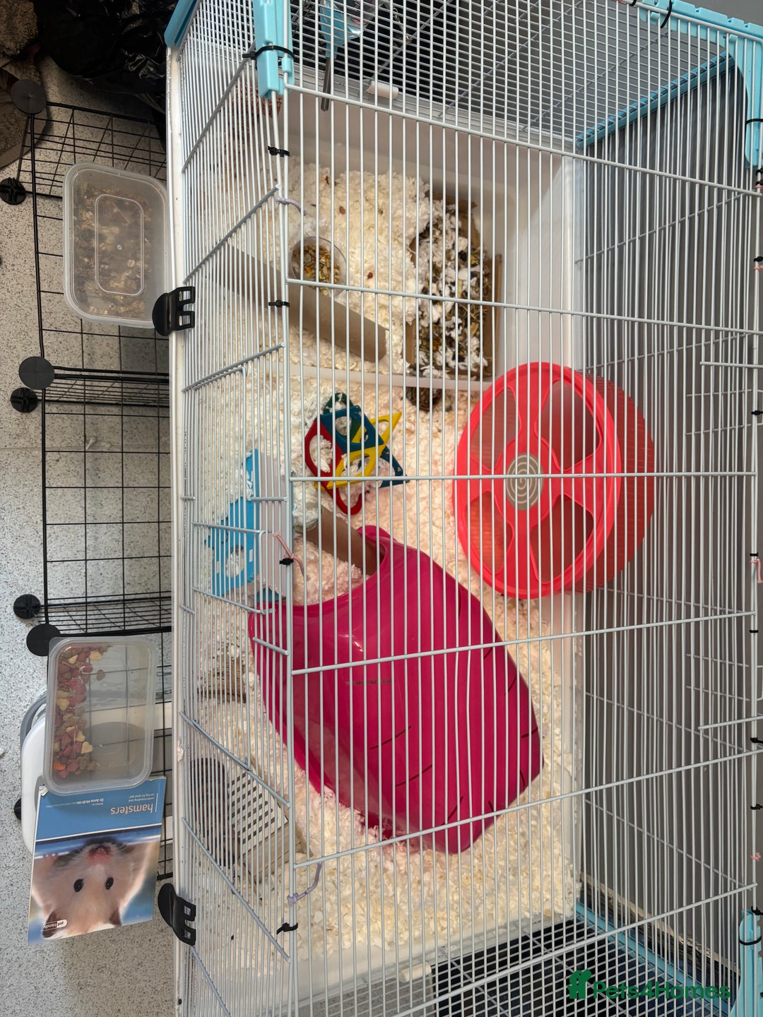 Hamster rodents for sale: Lovely hamster who hasn’t bitten  - Image 1
