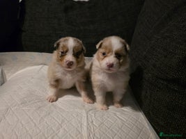 Australian Shepherd dogs - Advert 2