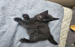 British Longhair cats for sale: FREE KITTEN  - Image 1