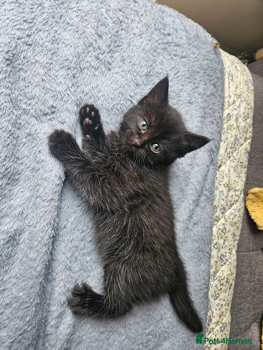 British Longhair cats for sale: FREE KITTEN  - Image 1