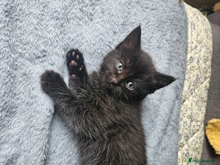 British Longhair cats - Advert 5