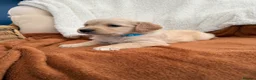 Golden Retriever dogs for sale: KC Registered Golden Retriever Puppies  in Tenterden - Advert 16