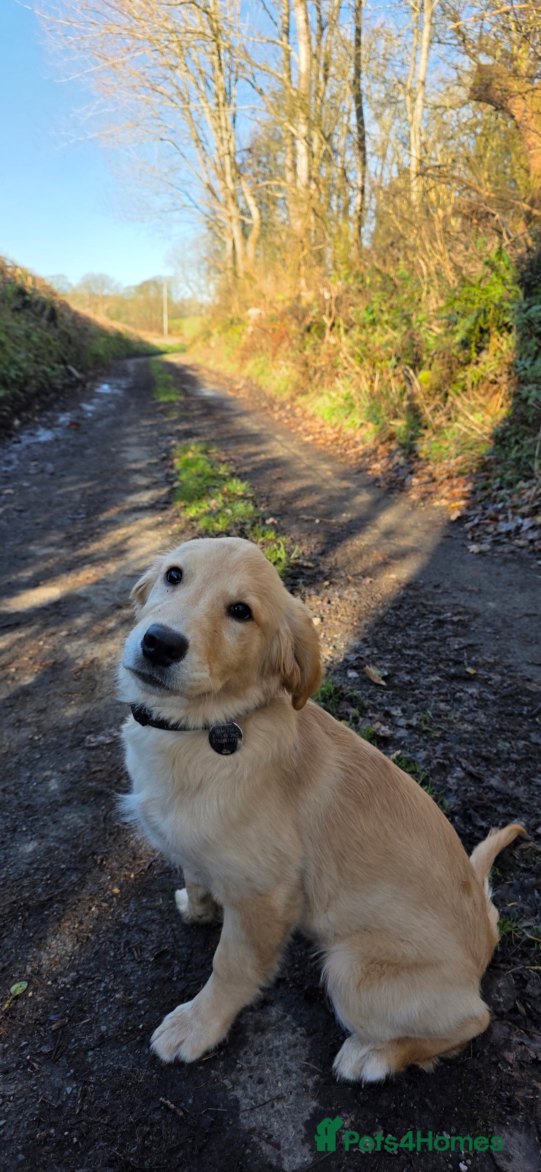 Golden Retriever dogs for sale: 6 month old beautiful golden retriever  - Advert 1