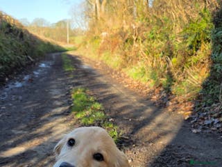 Golden Retriever dogs 6 month old beautiful golden retriever - Advert 2