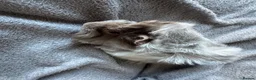 Guinea Pig rodents for sale: Baby Funky Guinea Pigs  in Lincoln - Advert 4