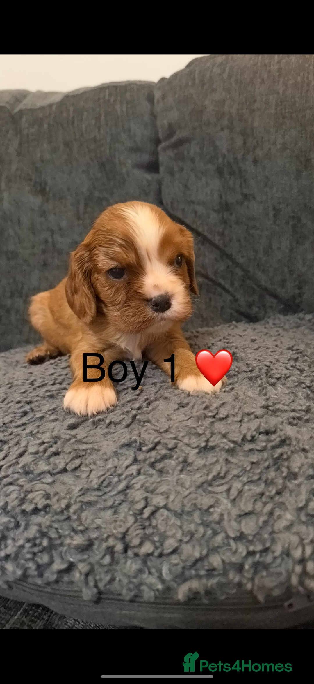 Cavalier King Charles Spaniel dogs for sale: Kc dna clear cavalier puppies available  - Advert 8