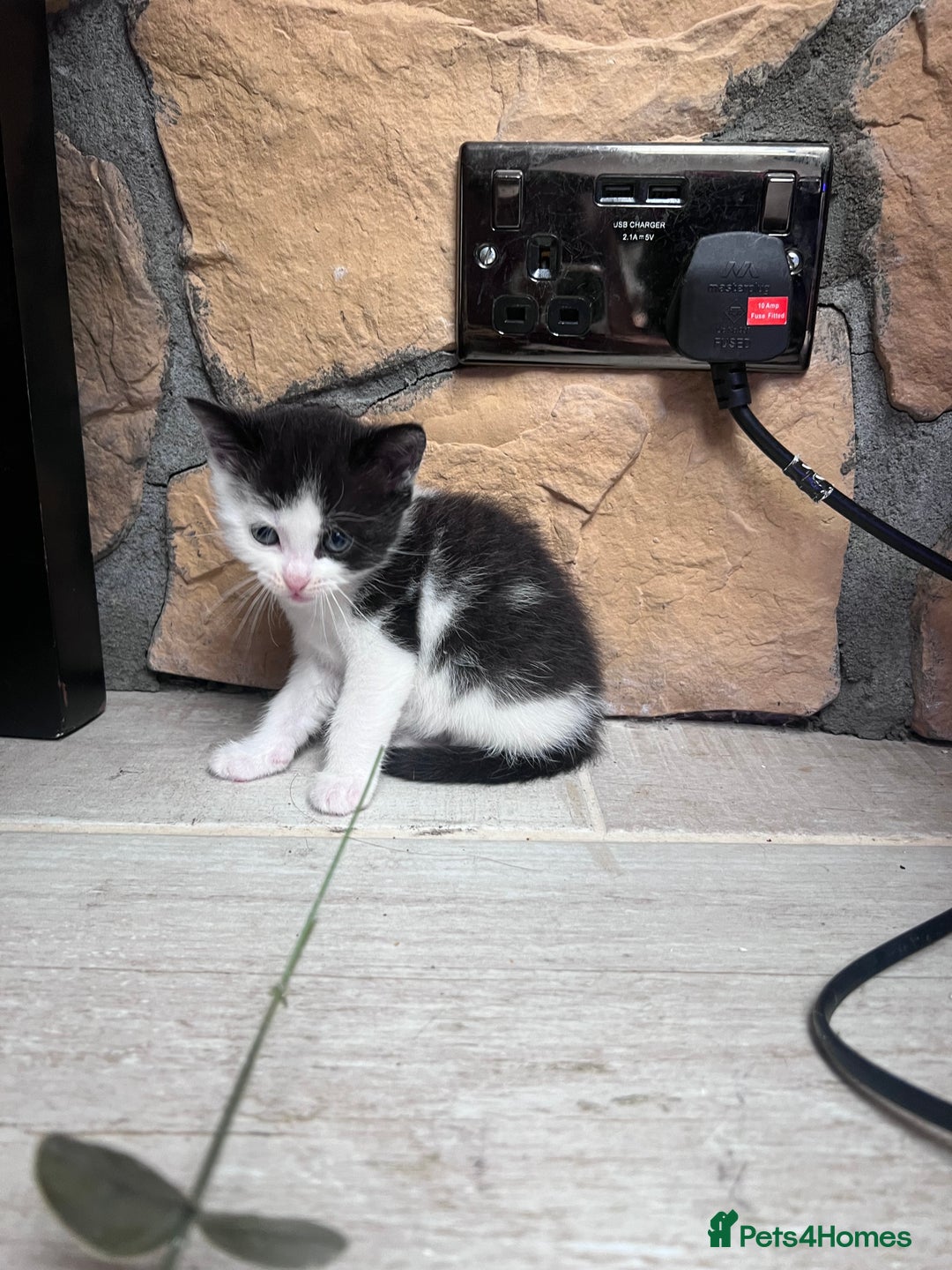 British Shorthair cats for sale: 4 kittens  - Image 15