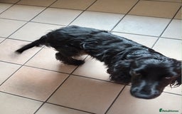Cocker Spaniel dogs for stud: Blaze  - Image 6
