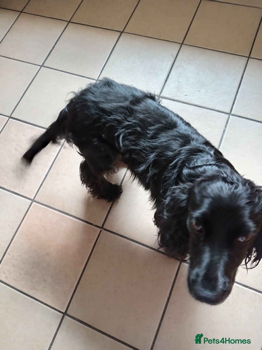Cocker Spaniel dogs for stud: Blaze  - Image 6