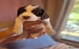 English Springer Spaniel dogs for sale: Gorgeous springer spaniel pups for sale  - Image 10