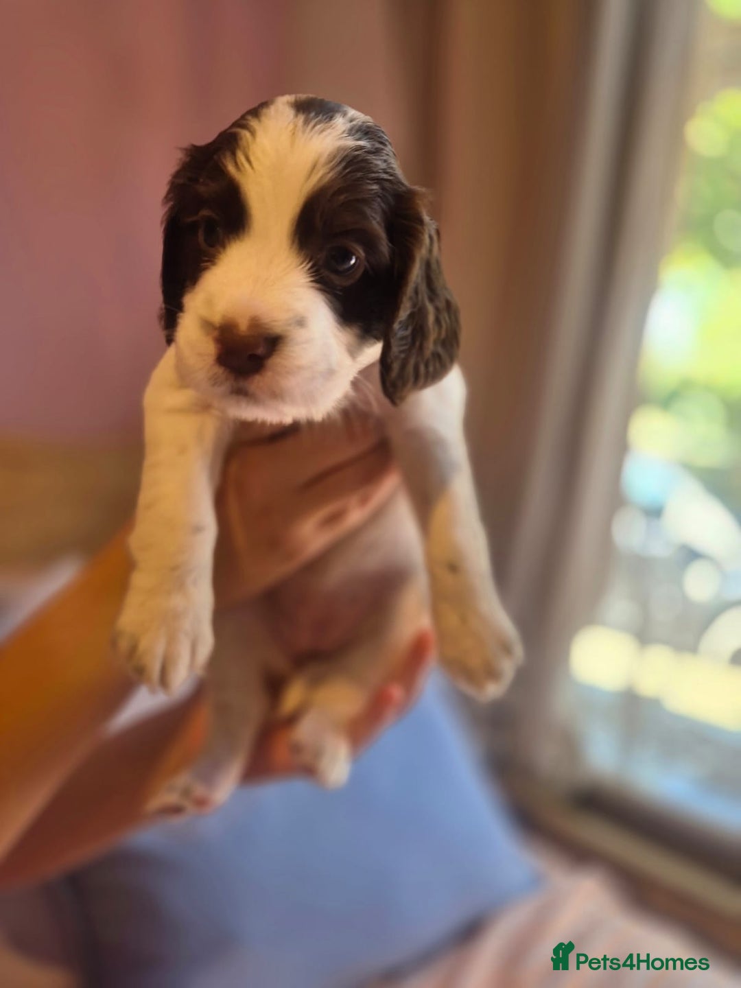 English Springer Spaniel dogs for sale: Gorgeous springer spaniel pups for sale  - Image 10