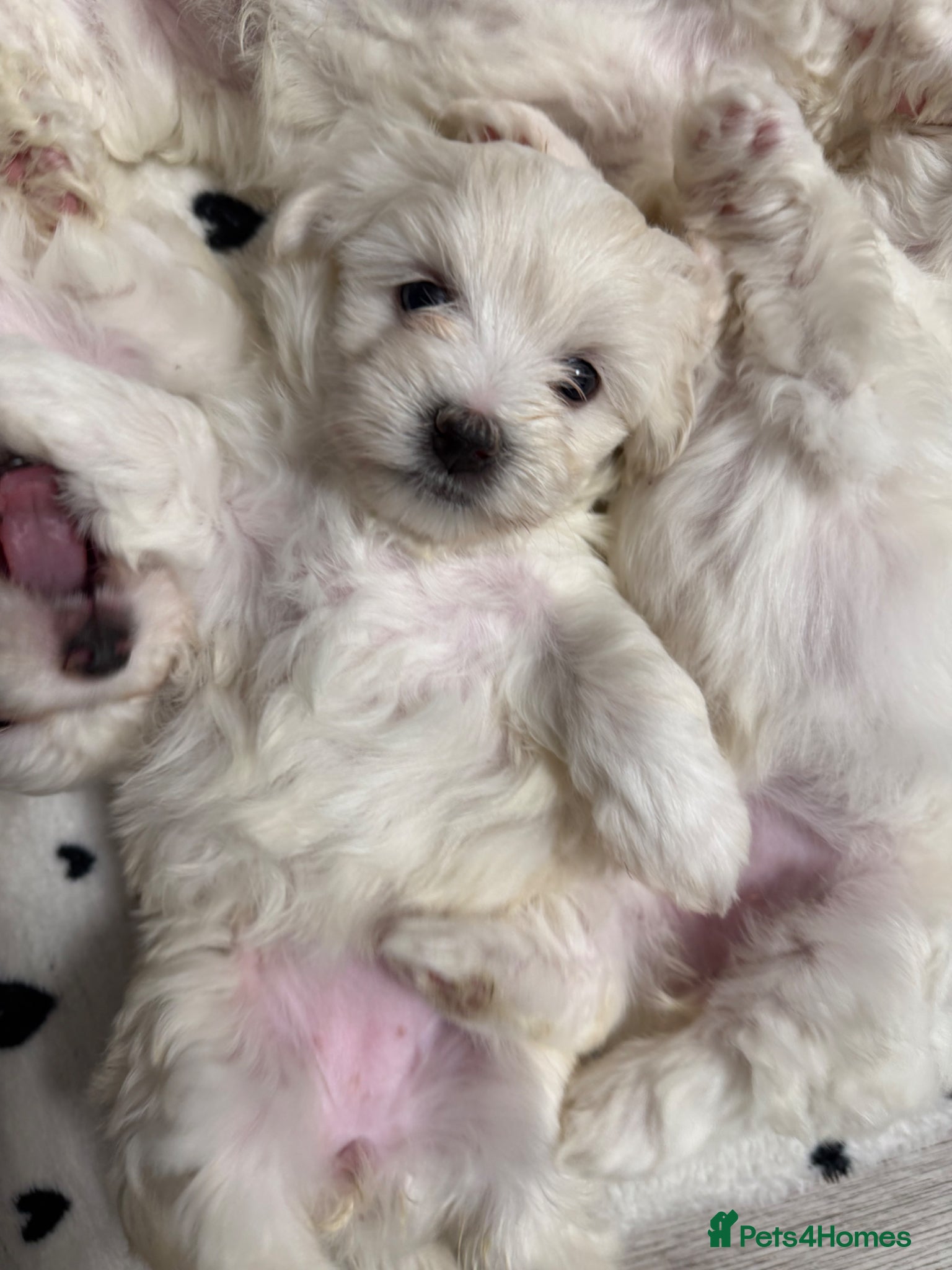Bichon Frise dogs 🐾 Gorgeous Bichon Frise Puppies – Ready Soon - Advert 1