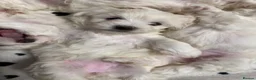Bichon Frise dogs for sale: 🐾 Gorgeous Bichon Frise Puppies – Ready Soon - Advert 1