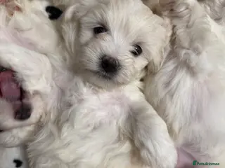 Bichon Frise dogs 🐾 Gorgeous Bichon Frise Puppies – Ready Soon - Advert 5
