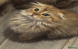 Scottish Fold cats for sale: Golden Scottish fold  - Image 17