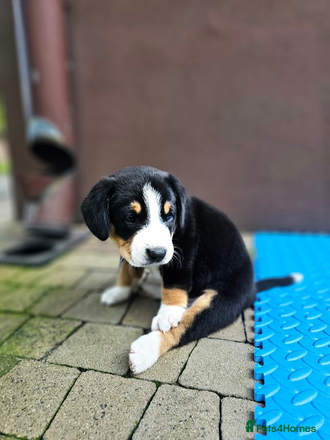 Entlebucher Mountain Dog dogs for sale: Entlebucher Mountain Dog - Image 17