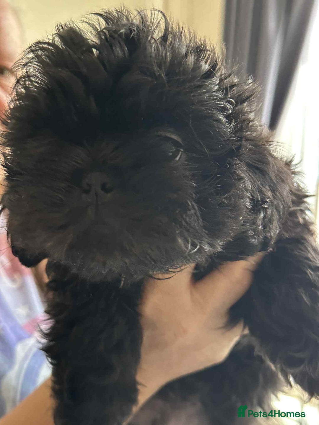 Shih Tzu dogs for sale: Pedigree shitzu puppies  - Image 8