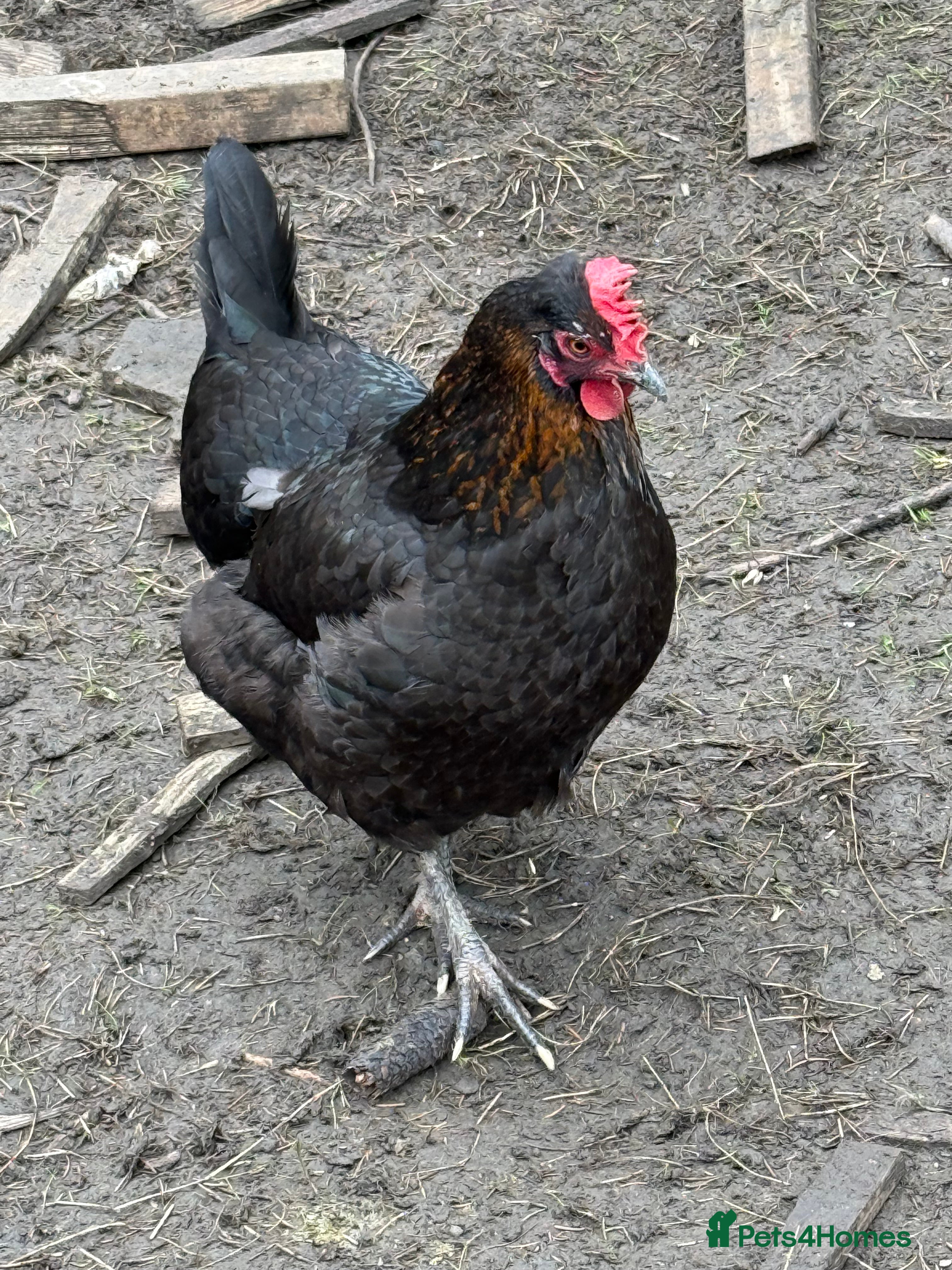 Chickens poultry Laying hens for sale - Advert 1