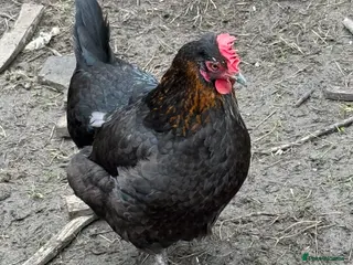 Chickens poultry Laying hens for sale - Advert 12