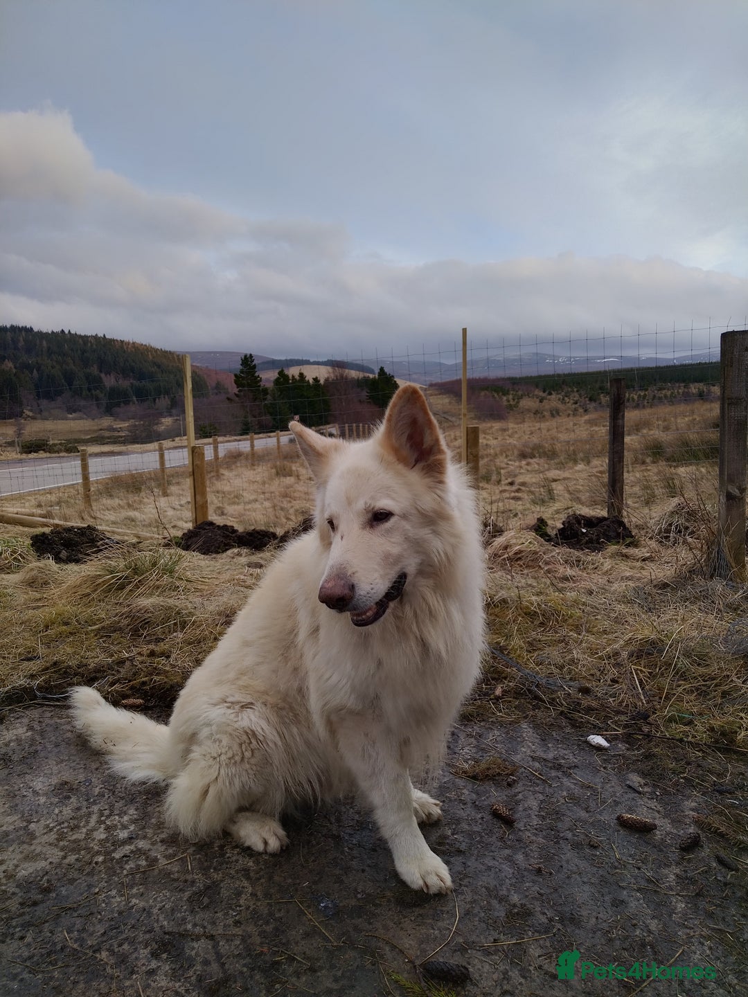 German Shepherd dogs for stud: Wolfgang - dog for stud in Ballindalloch - Image 3