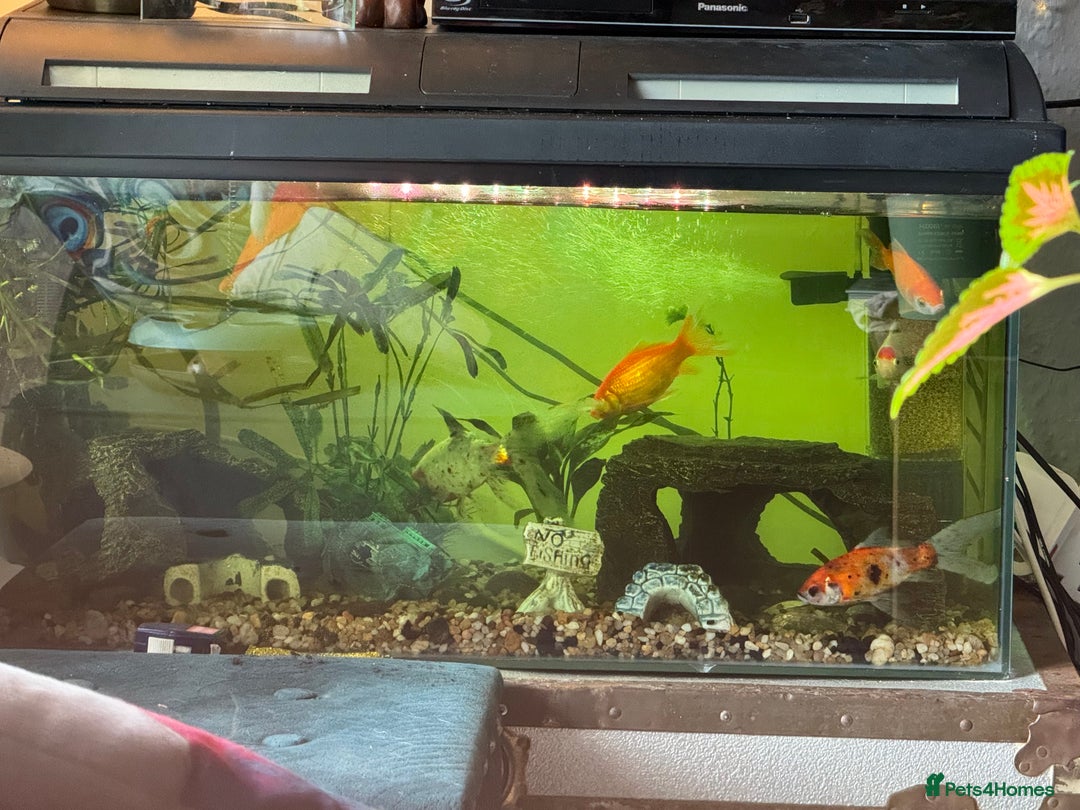 Fancy Goldfish fish for sale: Full cold aquarium setup  in Swansea - Image 1