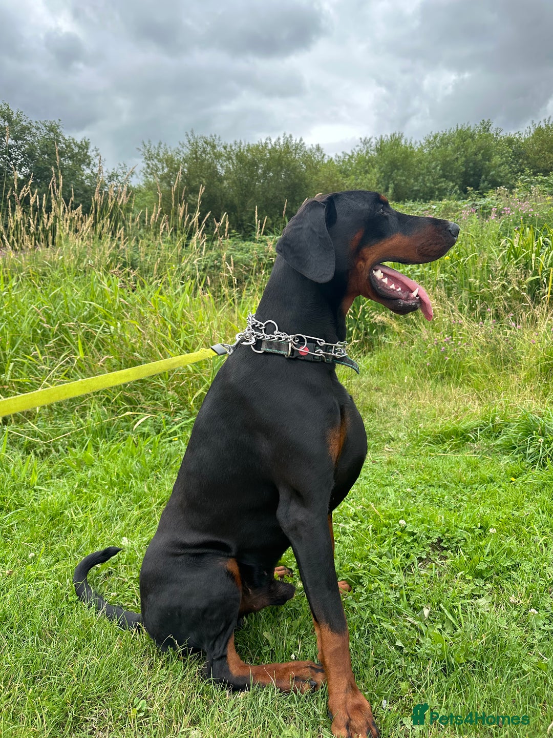 Dobermann dogs for stud: KC registered, champion blood line 07754772010 - Image 4