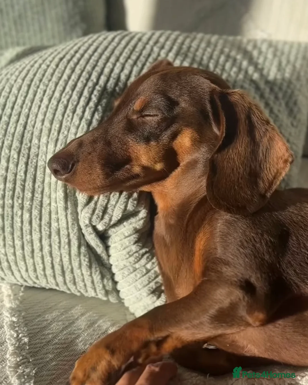 Chiweenie dogs for sale: Chiweenie puppy green eyes - Advert 5