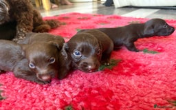 Mixed Breed dogs for sale: Cockapoo X Dachshund Beautiful litter  - Image 2
